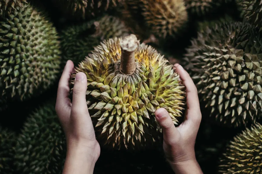 two hands holding durian on its spikes
